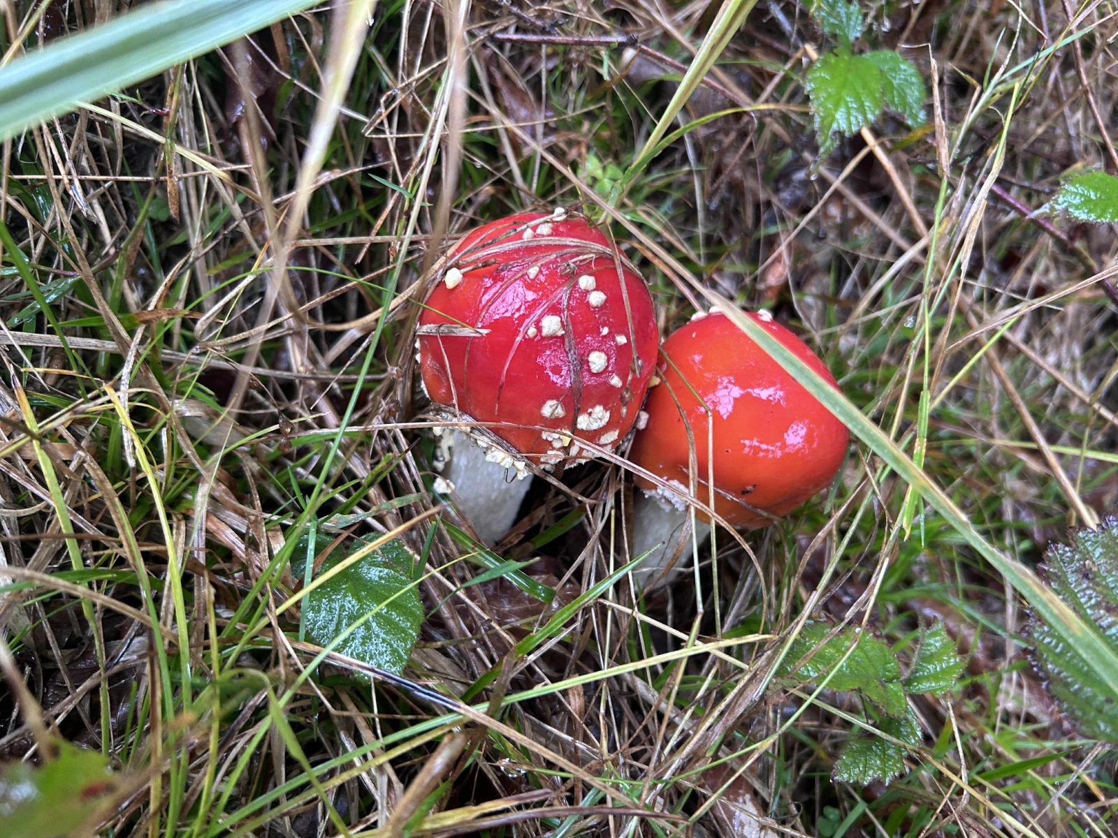 7781eadf-26cd-468d-8130-649d552928a9